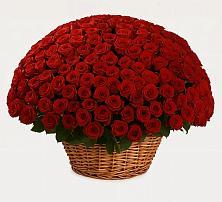 Премиум букет из: Розы #REPLACE_PRED# Мостовик